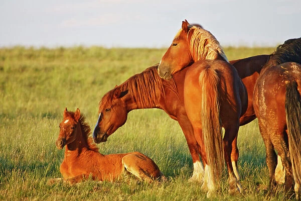 Feral Horse (Equus