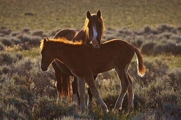 Feral Horse (Equus caballus) adult and colt in the high, sagebrush country east of Cody