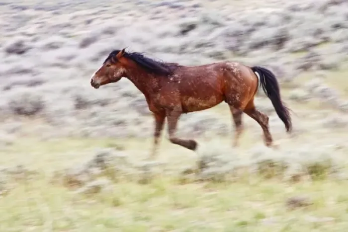 Framed Print : Feral Horse (Equus caballus) adult running in the high, sagebrush country east of Cody