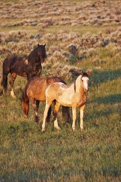 Feral Horse (Equus caballus) adults in the high, sagebrush country east of Cody, Wyoming