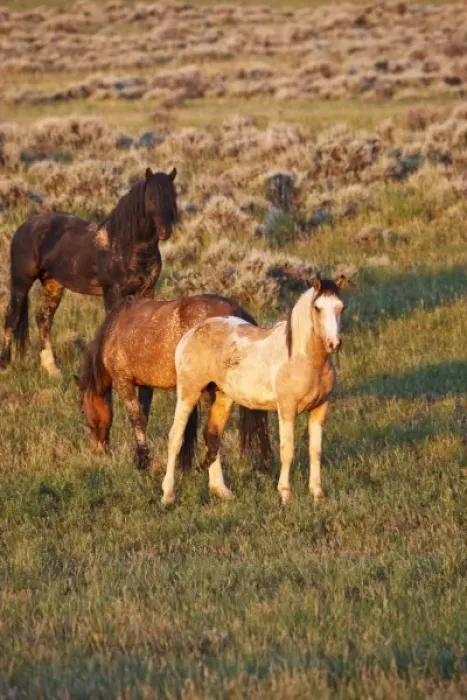 Framed Print : Feral Horse (Equus caballus) adults in the high, sagebrush country east of Cody, Wyoming