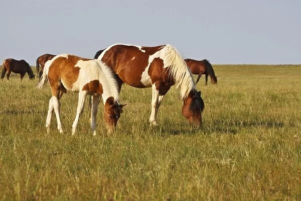 Feral Horse (Equus caballus) colt and mare grazing in the high, sagebrush country east of Cody