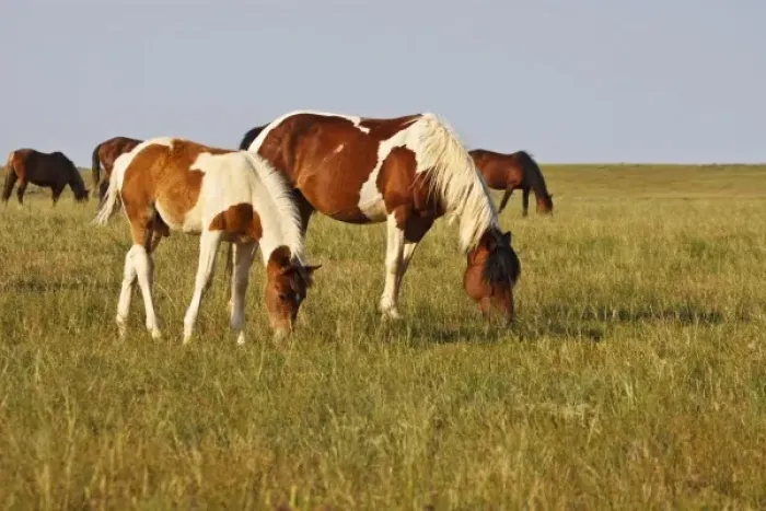 Framed Print : Feral Horse (Equus caballus) colt and mare grazing in the high, sagebrush country east of Cody Framed Print : Feral Horse (Equus caballus) colt and mare grazing in the high, sagebrush country east of Cody