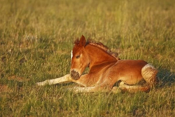 Feral Horse (Equus caballus) colt resting in the high, sagebrush country east of Cody