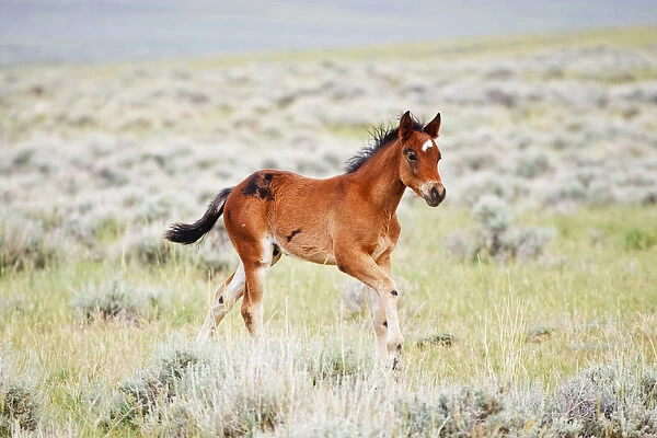 Feral Horse (Equus caballus) colt running in the high, sagebrush country east of Cody