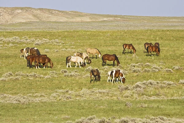 Feral Horse (Equus caballus) herd of wild horses grazing on prairie grass in the high