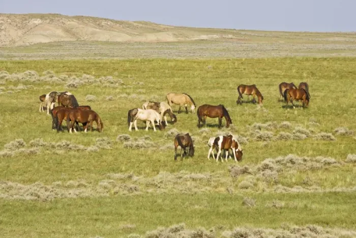Framed Print : Feral Horse (Equus caballus) herd of wild horses grazing on prairie grass in the high