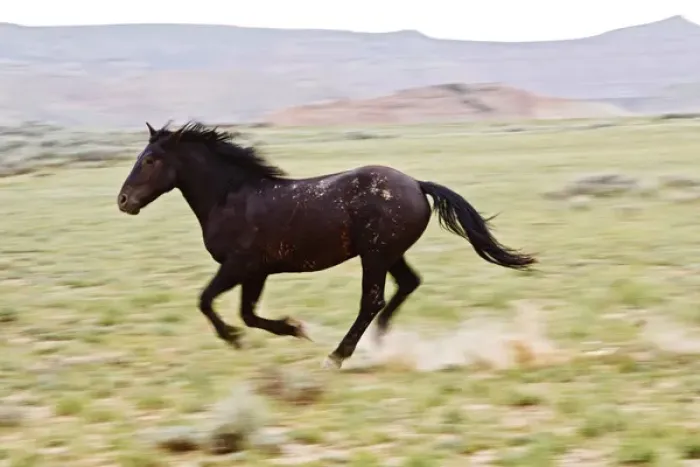 Framed Print : Feral Horse (Equus caballus) running and kicking up dust in the high, sagebrush country Framed Print : Feral Horse (Equus caballus) running and kicking up dust in the high, sagebrush country