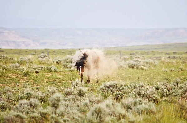 Feral Horse (Equus caballus) taking a dust bath and shaking of loose dust in the high