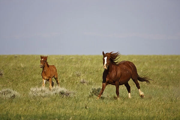 Feral Horse (Equus caballus) wild colt and mare running across the prairie in the high