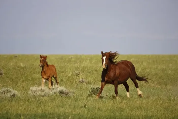 Framed Print : Feral Horse (Equus caballus) wild colt and mare running across the prairie in the high