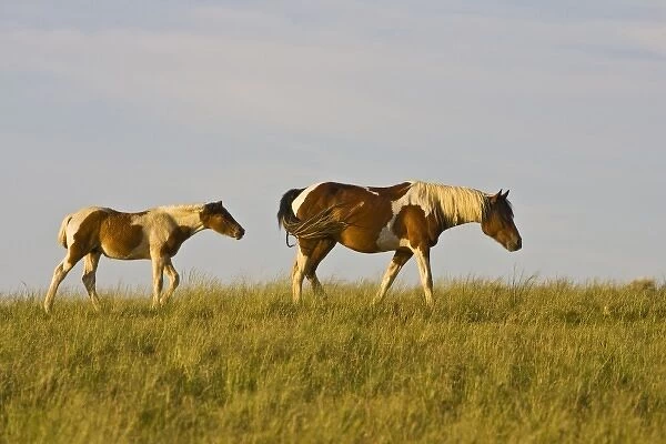 Feral Horse (Equus caballus) wild horse mare and colt in the high, sagebrush country east of Cody