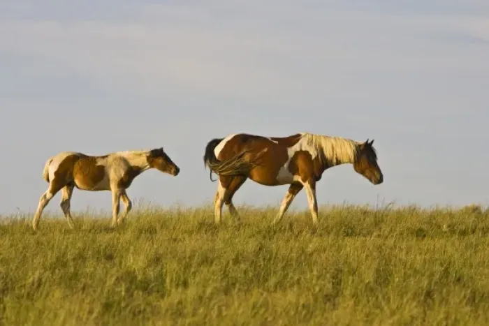 Framed Print : Feral Horse (Equus caballus) wild horse mare and colt in the high, sagebrush country east of Cody Framed Print : Feral Horse (Equus caballus) wild horse mare and colt in the high, sagebrush country east of Cody