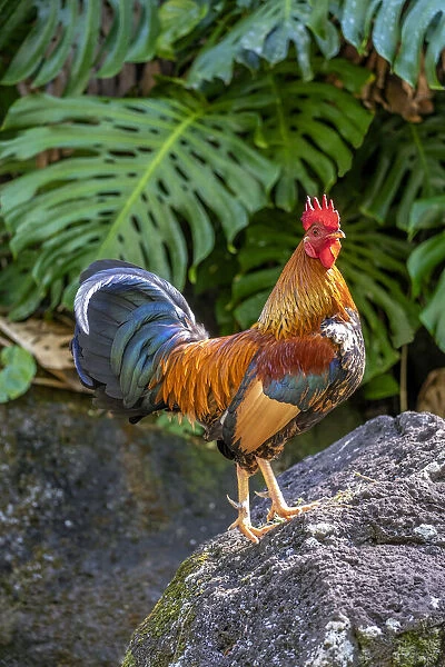 Feral rooster, Kauai, Hawaii, USA