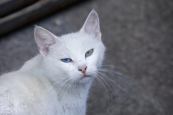 Feral white cat on the streets of Istanbul, Turkey