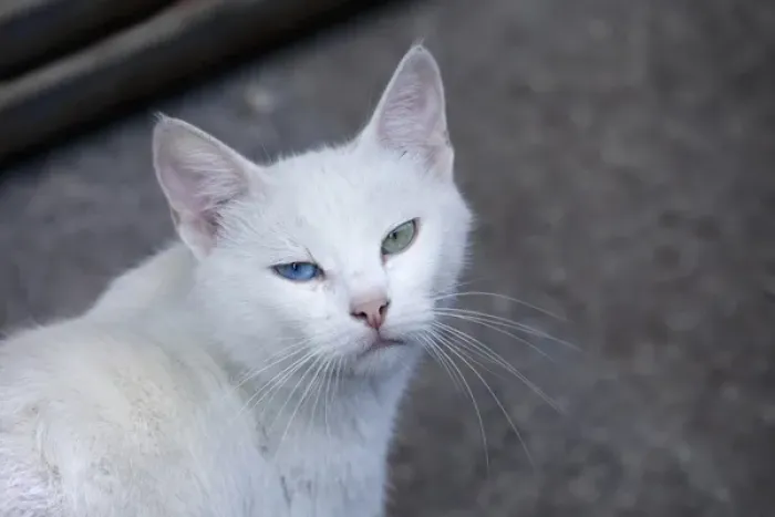 Framed Print : Feral white cat on the streets of Istanbul, Turkey Framed Print : Feral white cat on the streets of Istanbul, Turkey