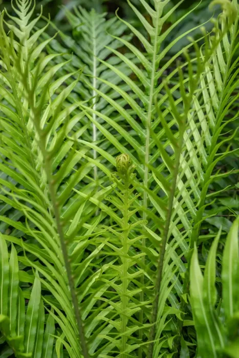 Framed Print : Fern Framed Print : Fern