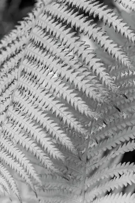Framed Print : Fern