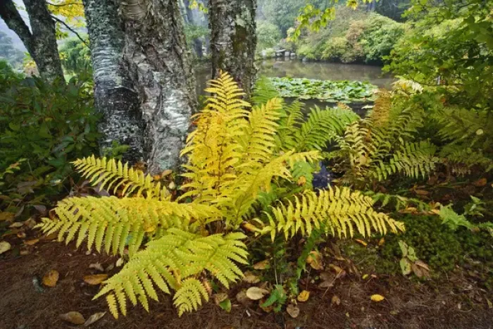 Framed Print : Fern at base of Birch tree, Asticou Azalea Garden, Northeast Harbor, Maine