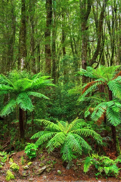 Framed Print : Fern forest at Milford Sound, Fiordland National Park, South Island, New Zealand