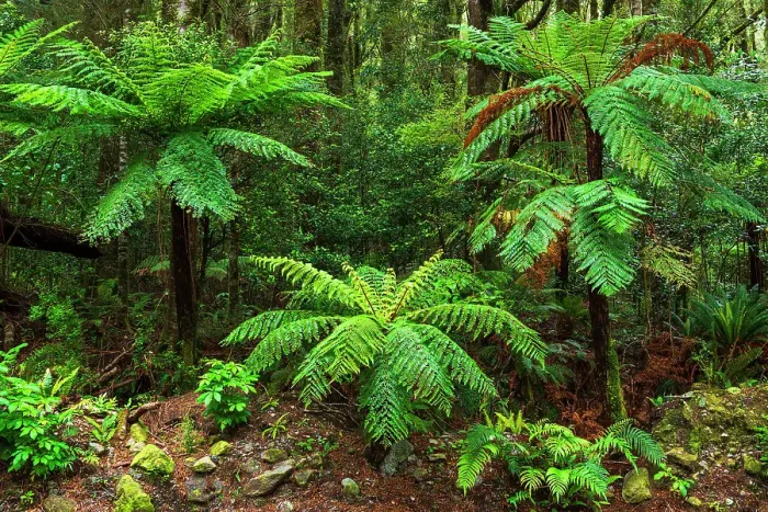 Framed Print : Fern forest at Milford Sound, Fiordland National Park, South Island, New Zealand Framed Print : Fern forest at Milford Sound, Fiordland National Park, South Island, New Zealand