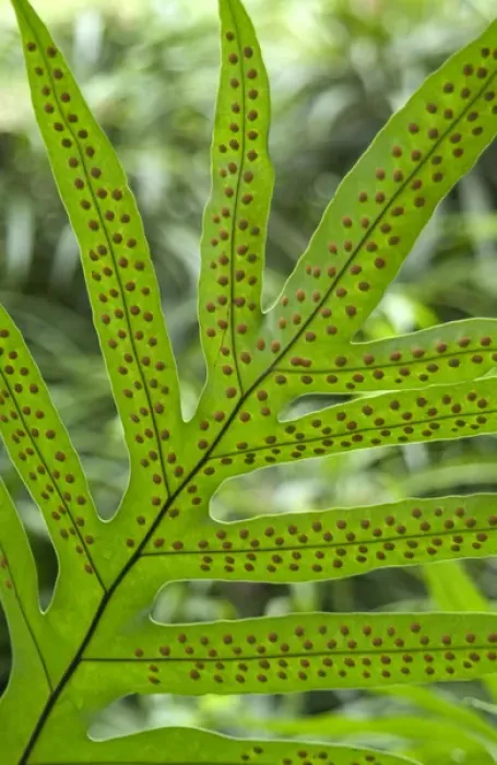 Framed Print : Fern leaf underside at Hoomaluhia Botanical Garden, Kaneohe, Oahu, Hawaii Framed Print : Fern leaf underside at Hoomaluhia Botanical Garden, Kaneohe, Oahu, Hawaii