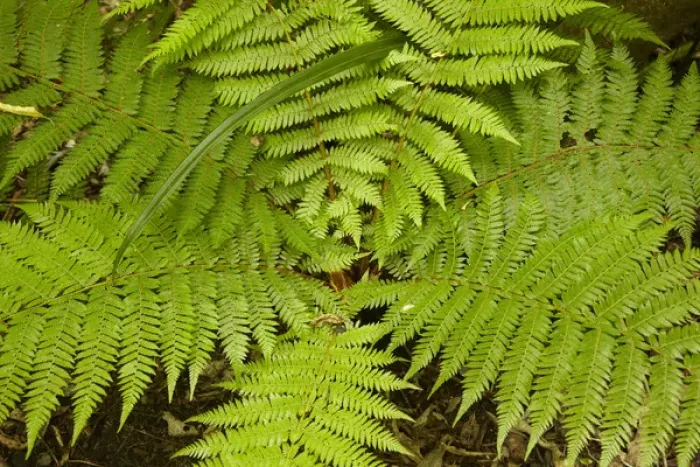 Framed Print : Fern near Matai Falls, Catlins, South Otago, South Island, New Zealand Framed Print : Fern near Matai Falls, Catlins, South Otago, South Island, New Zealand