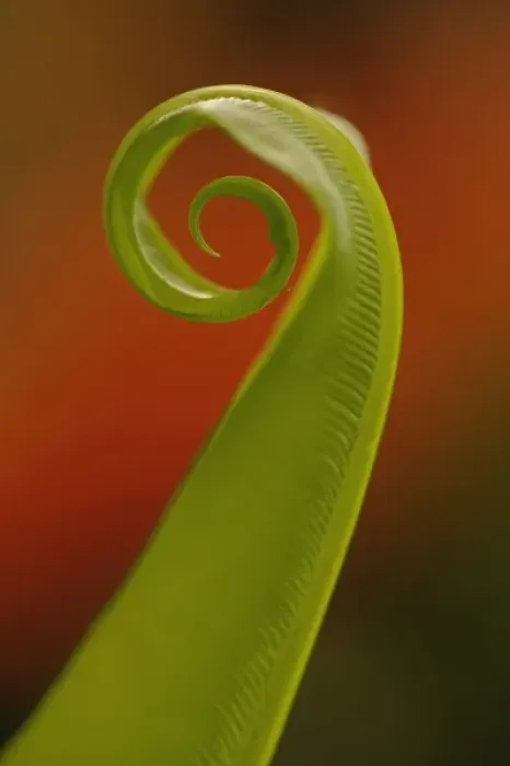 Framed Print : Fern unfolding Framed Print : Fern unfolding