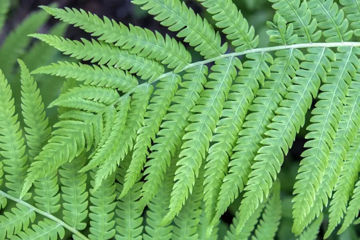 Framed Print : Fern, USA
