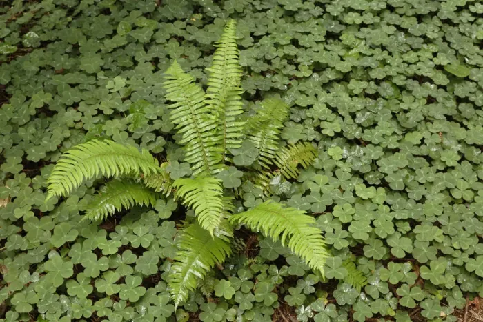 Framed Print : Fern among wood Sorrel. Redwood National Park, California Framed Print : Fern among wood Sorrel. Redwood National Park, California