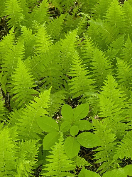 Ferns, Acadia National Park, Maine