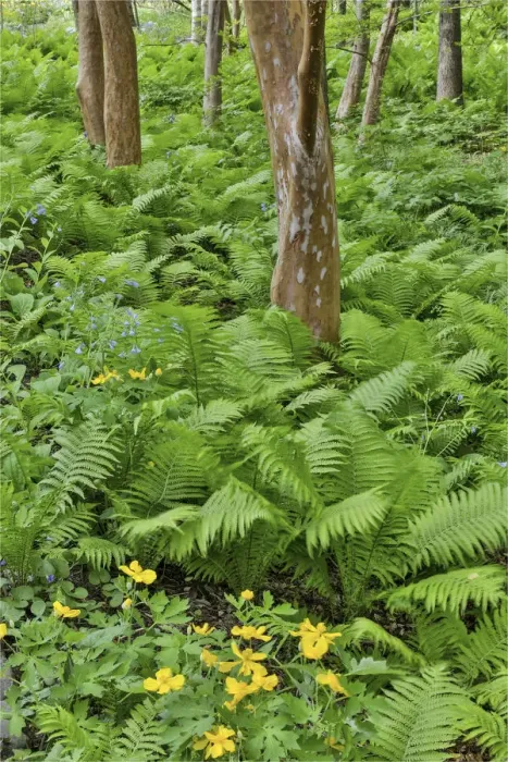 Framed Print : Ferns along Bells Run Creek. Chanticleer Garden, Wayne, Pennsylvania