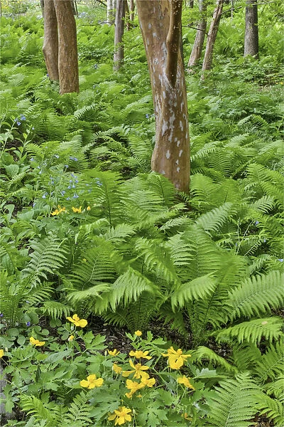 Ferns along Bells Run Creek. Chanticleer Garden, Wayne, Pennsylvania