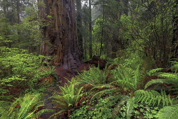 Ferns beneath giant redwood trees, Stout Memorial Grove