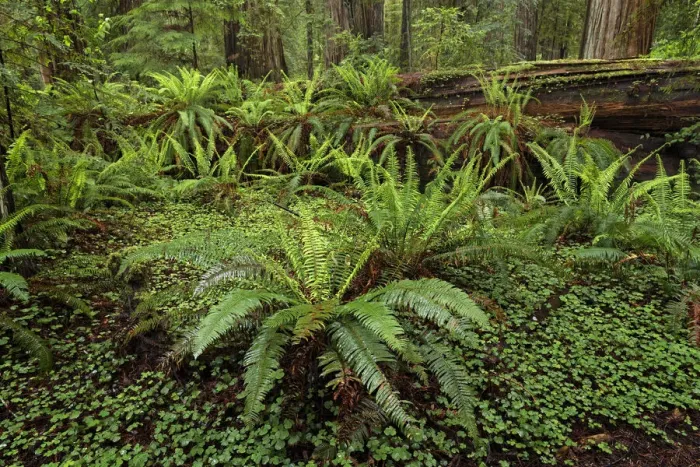 Framed Print : Ferns beneath giant redwood trees, Stout Memorial Grove