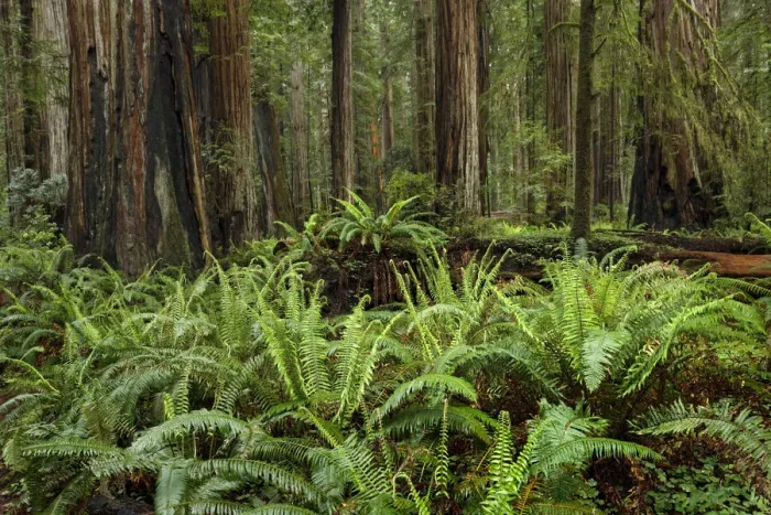 Framed Print : Ferns beneath giant redwood trees, Stout Memorial Grove Framed Print : Ferns beneath giant redwood trees, Stout Memorial Grove