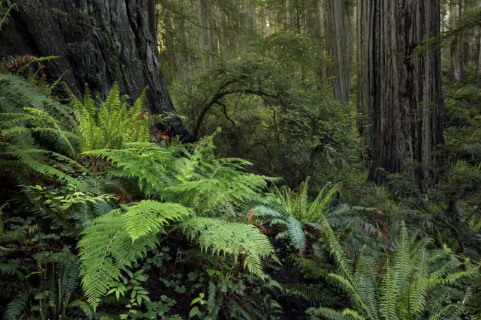Framed Print : Ferns beneath giant redwood trees, Stout Memorial Grove Framed Print : Ferns beneath giant redwood trees, Stout Memorial Grove