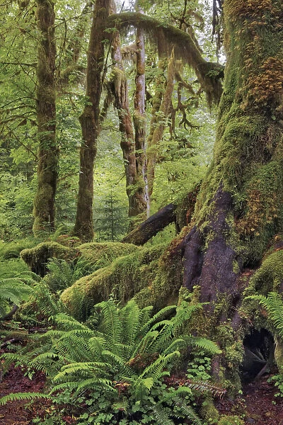Ferns and Big Leaf Maple tree draped with Club Moss, Hoh Rainforest, Olympic National Park, Washington State