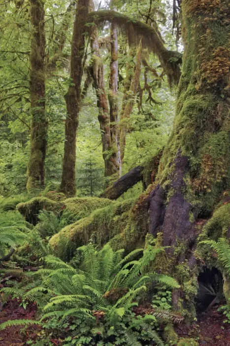 Framed Print : Ferns and Big Leaf Maple tree draped with Club Moss, Hoh Rainforest, Olympic National Park, Washington State Framed Print : Ferns and Big Leaf Maple tree draped with Club Moss, Hoh Rainforest, Olympic National Park, Washington State