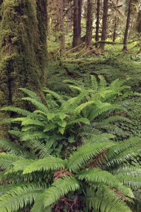 Framed Print : Ferns and Big Leaf Maple tree draped with Club Moss, Hoh Rainforest, Olympic National Park, Washington State Framed Print : Ferns and Big Leaf Maple tree draped with Club Moss, Hoh Rainforest, Olympic National Park, Washington State