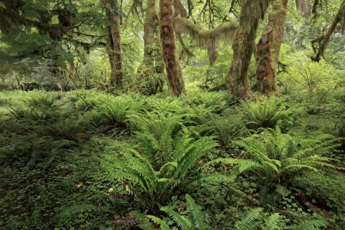 Framed Print : Ferns and Big Leaf Maple tree draped with Club Moss, Hoh Rainforest, Olympic National Park, Washington State Framed Print : Ferns and Big Leaf Maple tree draped with Club Moss, Hoh Rainforest, Olympic National Park, Washington State