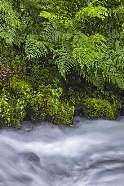 Ferns along cascade, Columbia River Gorge National Scenic Area, Oregon