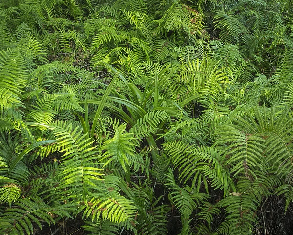Ferns of Corkscrew Swamp Sanctuary, Florida