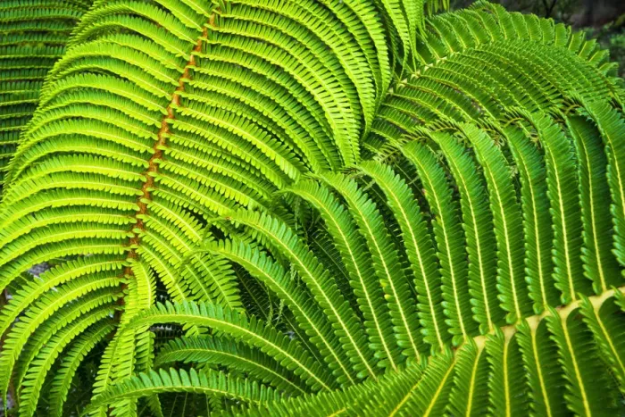 Framed Print : Ferns along the Devastation Trail, Hawaii Volcanoes National Park, Hawaii, USA Framed Print : Ferns along the Devastation Trail, Hawaii Volcanoes National Park, Hawaii, USA