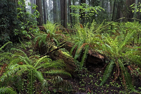 Ferns and fallen redwood trees, Stout Memorial Grove, Jedediah Smith Redwoods National