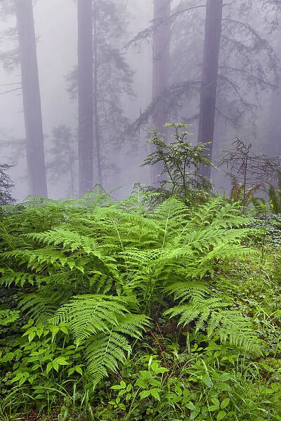 Ferns and foggy redwood forest, Redwood National Park, Tree, Redwood