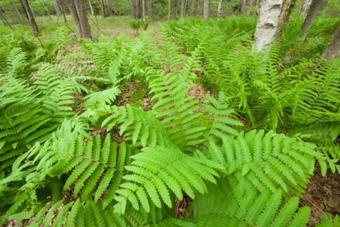 Framed Print : Ferns in the forest near Marquoit Bay in Brunswick, Maine