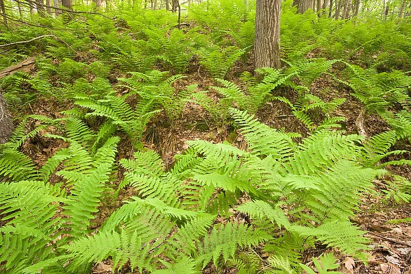 Ferns in the forest near Marquoit Bay in Brunswick, Maine