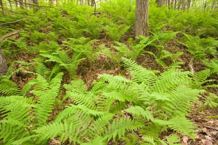 Framed Print : Ferns in the forest near Marquoit Bay in Brunswick, Maine Framed Print : Ferns in the forest near Marquoit Bay in Brunswick, Maine
