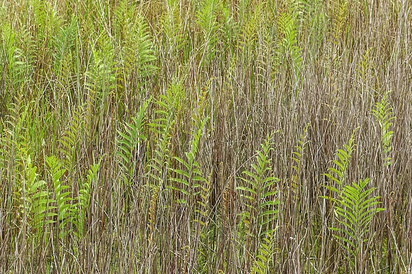 Ferns and grass pattern, Merritt Island National Wildlife Refuge, Florida